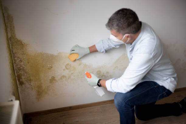 Best Biohazard Mold Removal  in Mentor On The Lake, OH