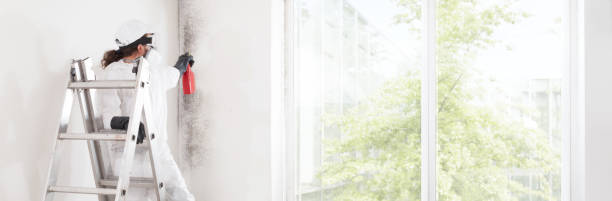 Best Mold Odor Removal Services  in Mentor On The Lake, OH